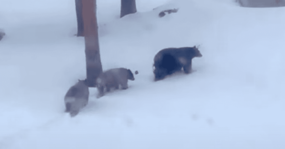 Mama Bear and Cubs Spotted Under California Ski Lift #