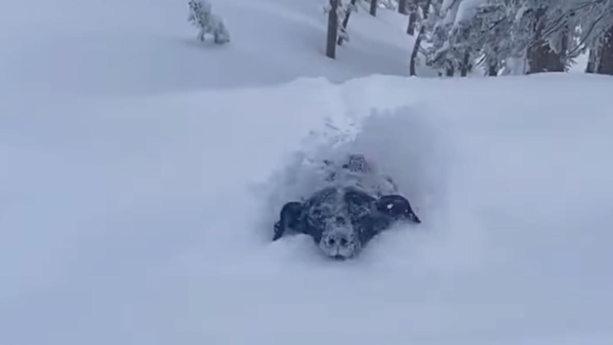 Utah Dog Plunges Through Feet Of Deep Powder - Powder