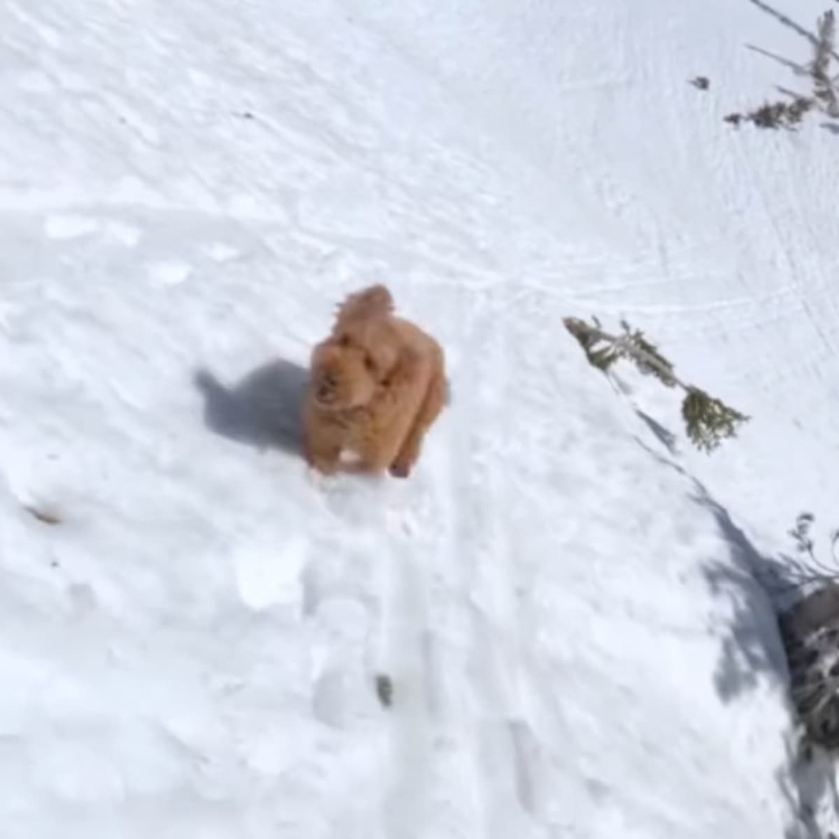 Look: Pro Skier Chased By Her Adorable Goldendoodle - Powder