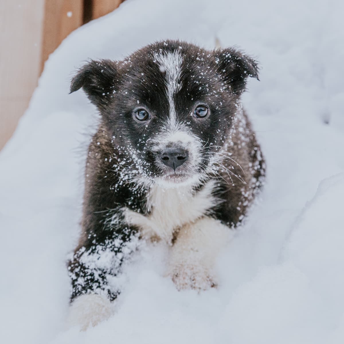 Powder Puppies: The Making of an Avalanche Dog - Ski Utah