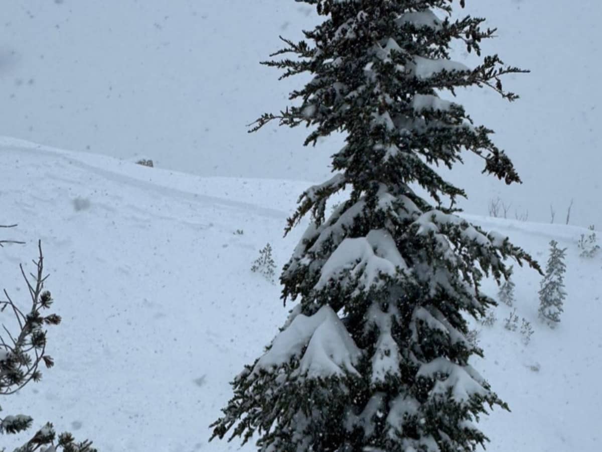 Avalanche at Sierra