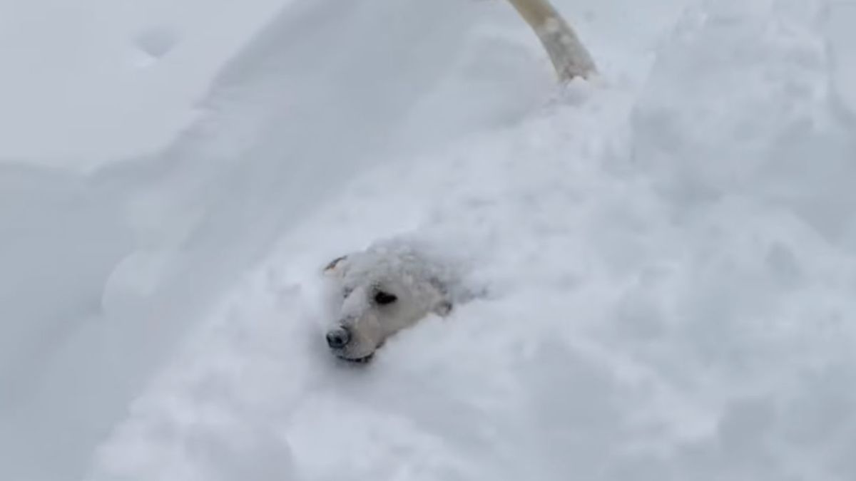 Taryl Fixes All - Taryl's Snow Dog RIPS!! Check out this