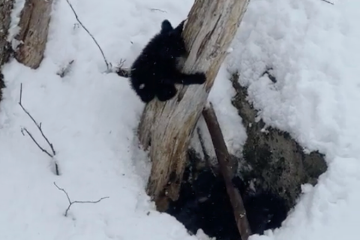 Black Bear Cubs Spotted At Cannon Mountain, New Hampshire