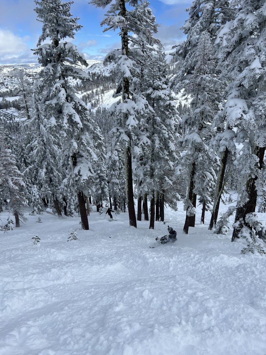 Tree Skiing Is The Ultimate Art Form - Powder