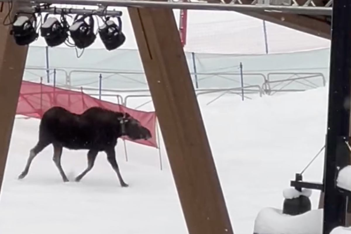 Large Moose Startles Unsuspecting Colorado Skiers